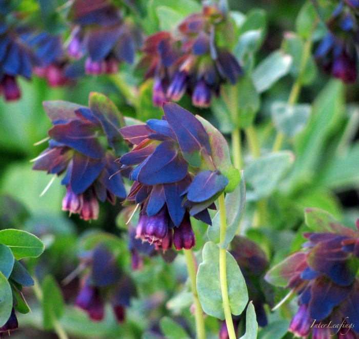 Восковник большой (cerinthe major) purple