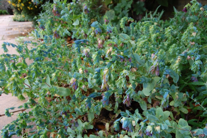 Cerinthe major var purpurascens (восковник)