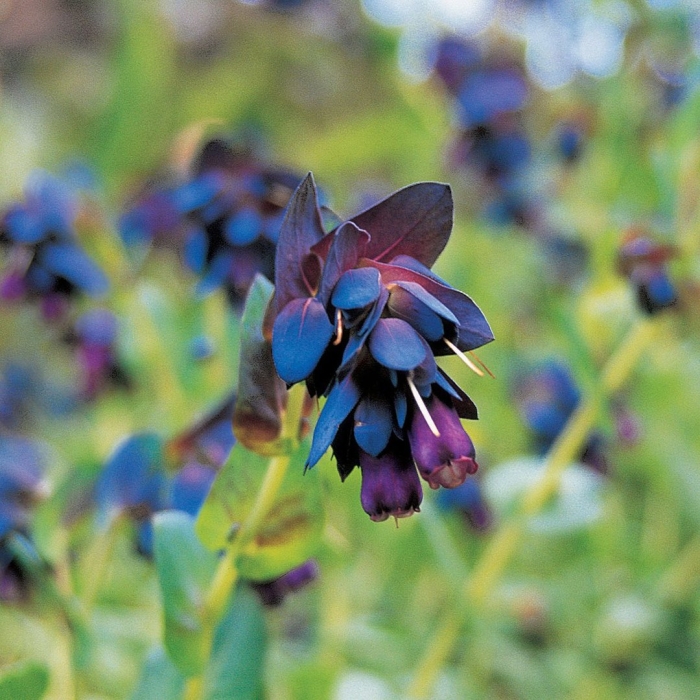 Восковник большой (cerinthe major) purple