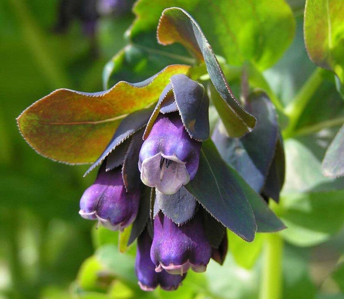 Восковник большой (cerinthe major) purple