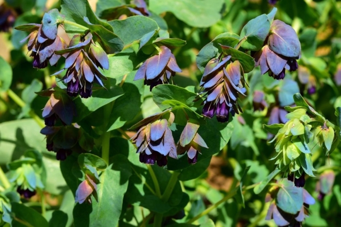 Cerinthe major var purpurascens (восковник)