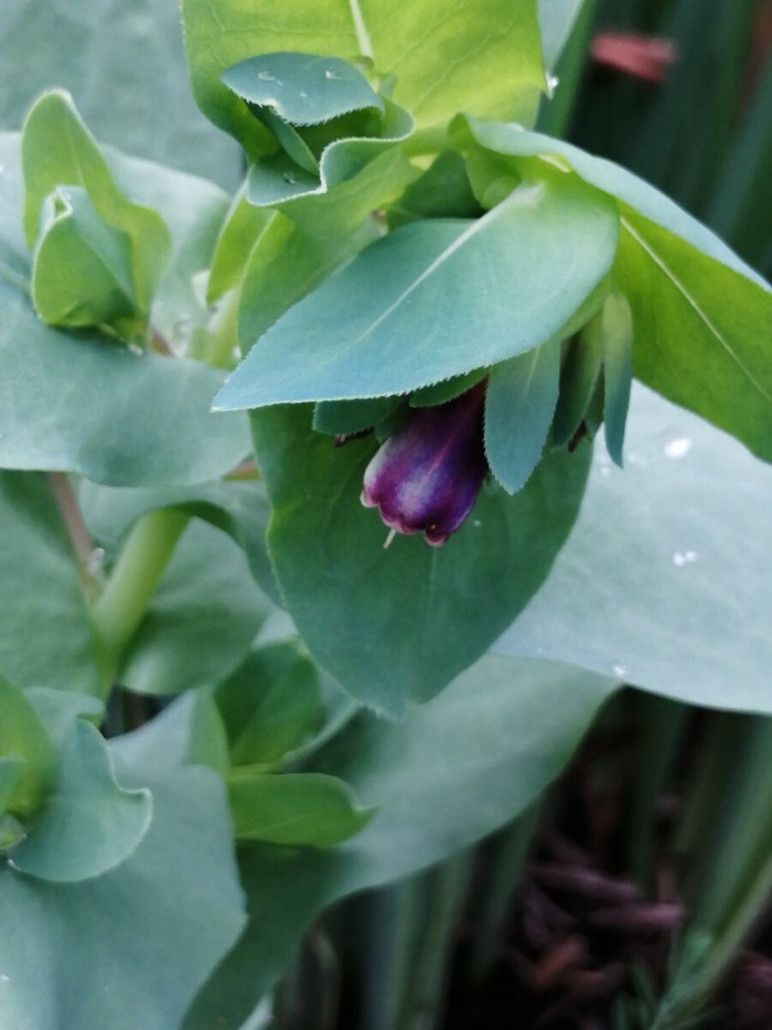 Восковник болотный