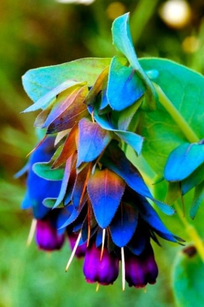 Восковник большой (cerinthe major) purple