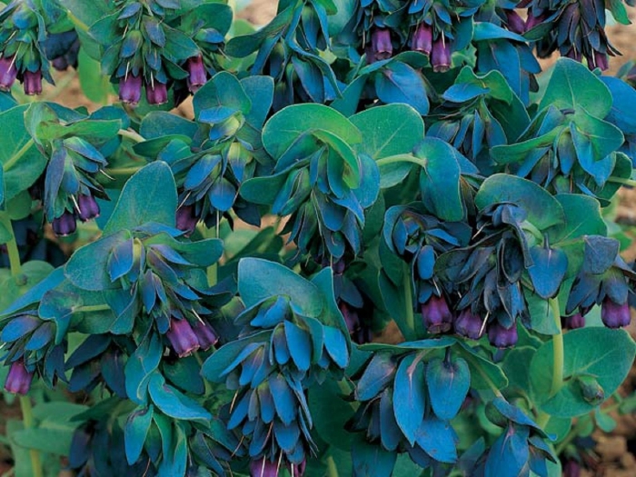 Cerinthe major var purpurascens (восковник)