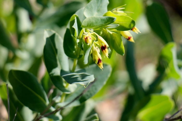 Восковник болотный