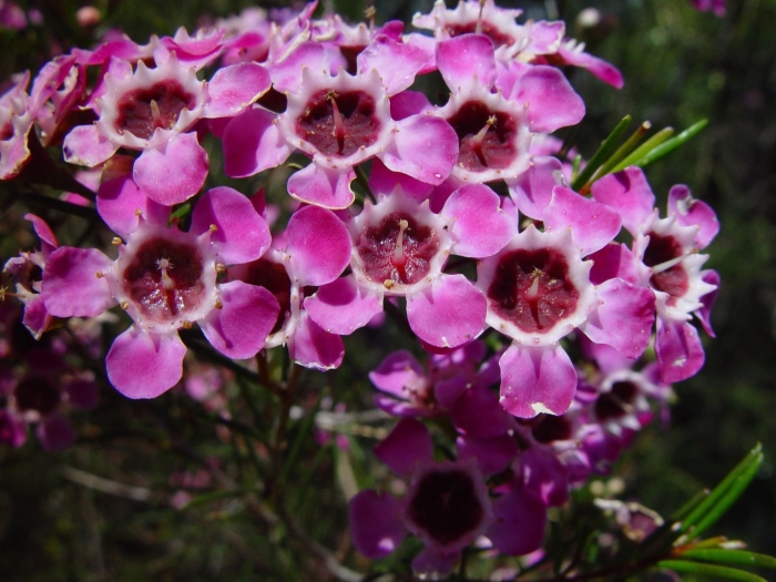 Chamelaucium uncinatum