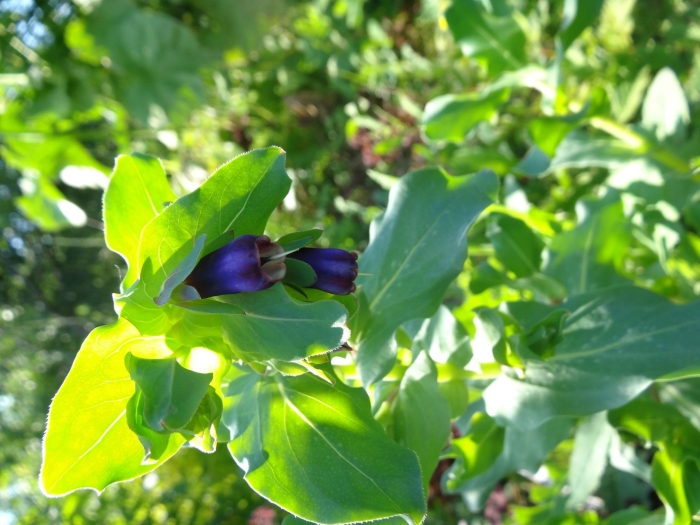 Восковник пурпурный киви