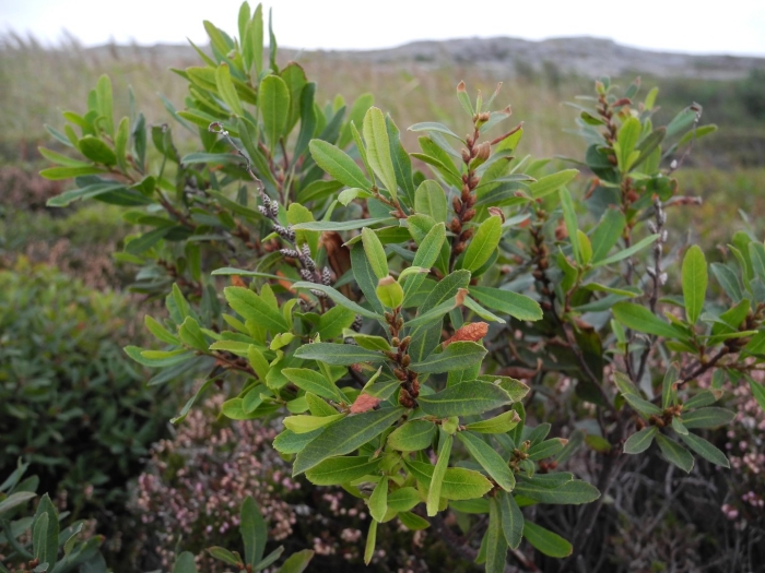 Восковница болотная (myrica gale)