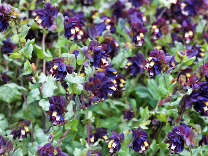 Восковник церинте