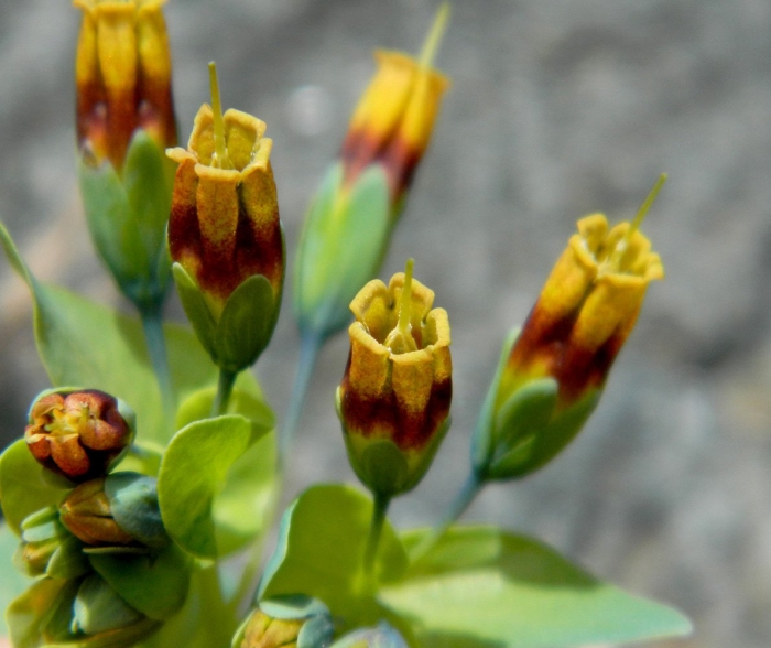 Cerinthe glabra