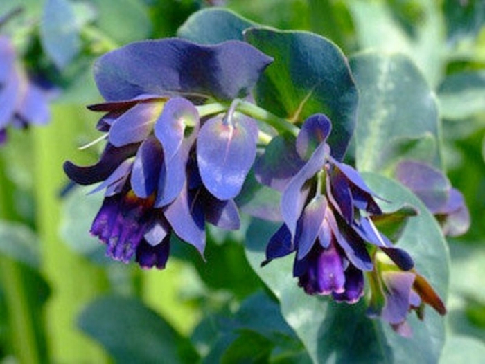 Cerinthe major