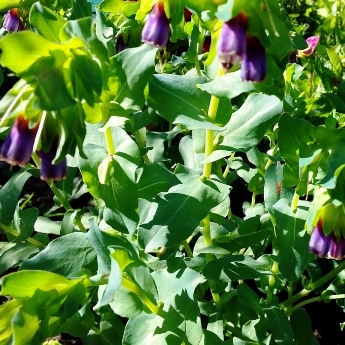 Восковник большой (cerinthe major) purple