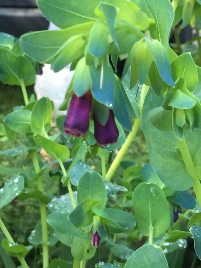 Восковник большой (cerinthe major) purple