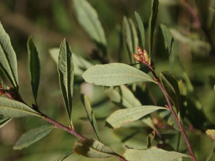 Восковница болотная