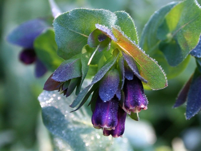 Восковник большой (cerinthe major) purple