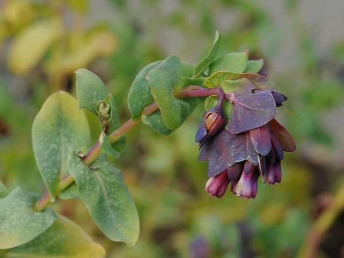 Восковник большой (cerinthe major) purple