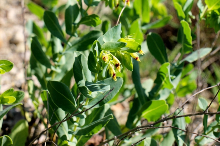 Восковник малый
