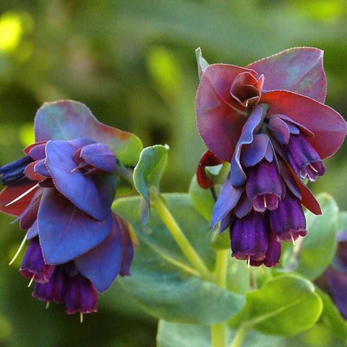 Восковник пурпурный