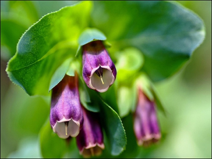 Cerinthe major purple