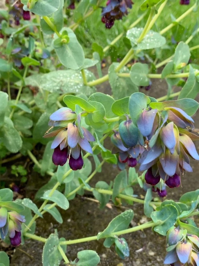 Восковник церинте