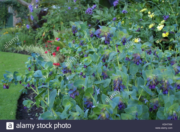Cerinthe major var purpurascens
