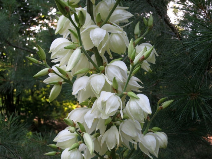 Юкка растение садовое