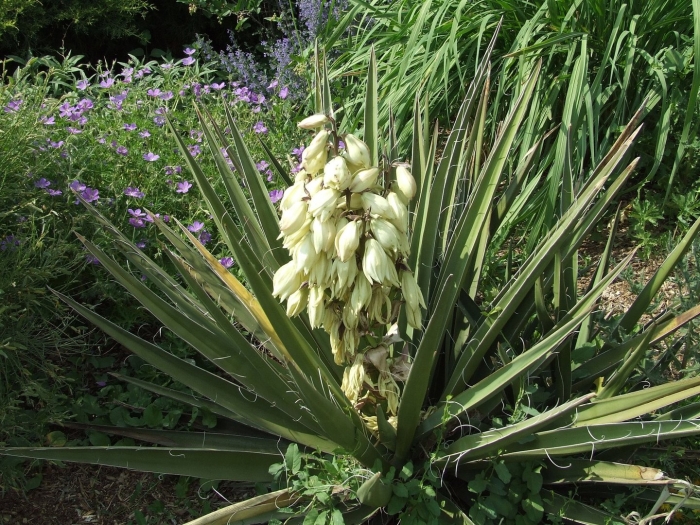 Yucca baccata