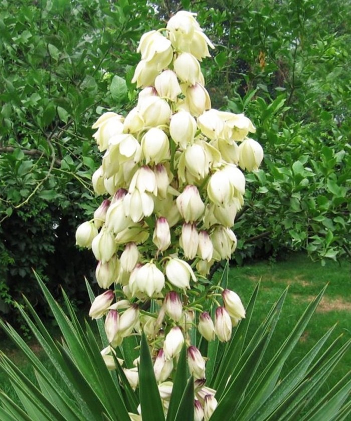 Юкка нитчатая