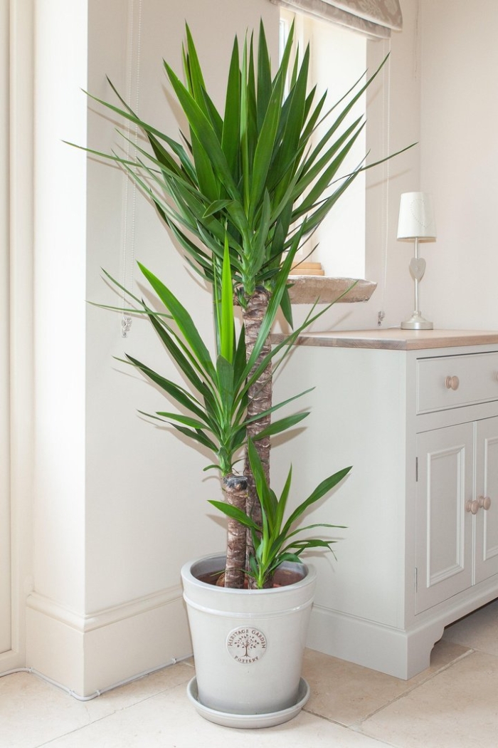 Юкка драцена пальма