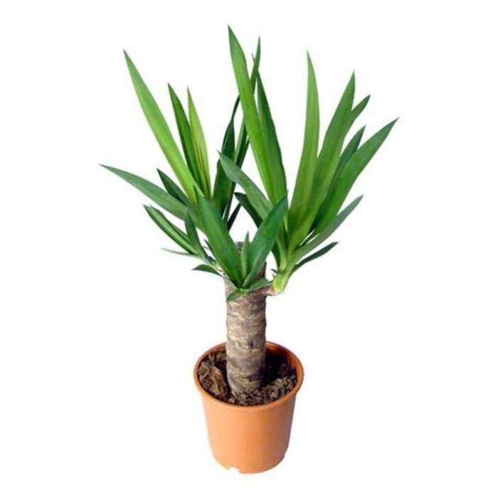 Пальма юкка