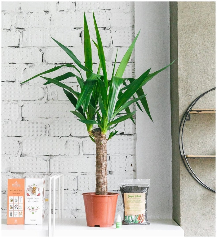 Комнатное растение юкка