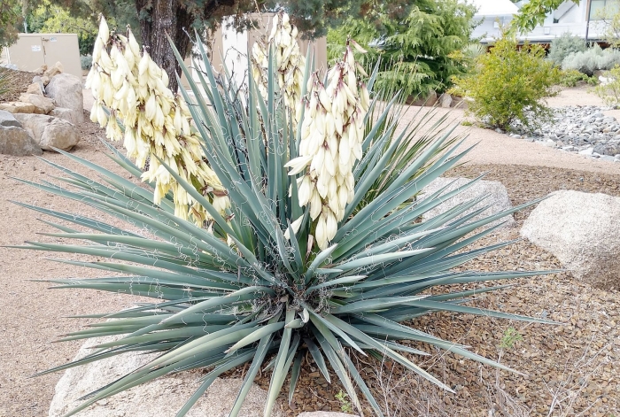 Yucca recurvifolia