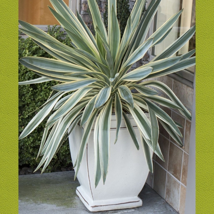 Юкка глориоза вариегата