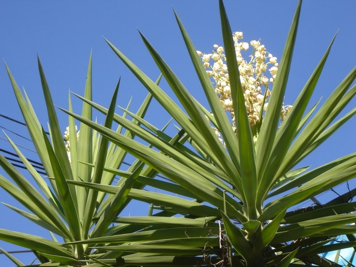 Yucca rigida