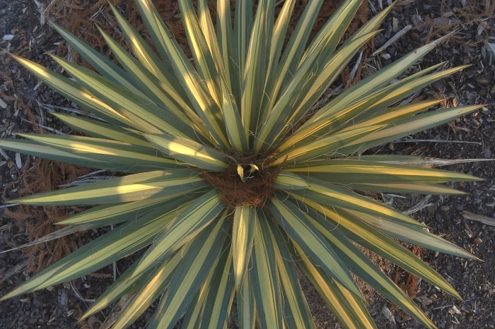 Юкка колор гуард