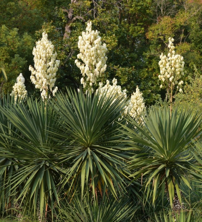 Юкка славная (yucca gloriosa)