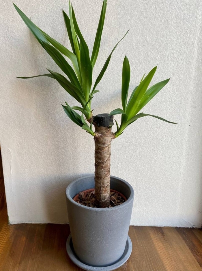 Юкка собака японская