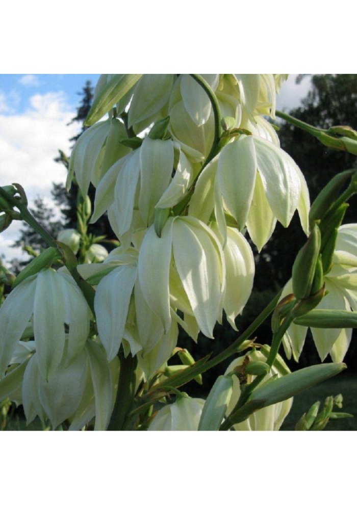 Цветок юкка