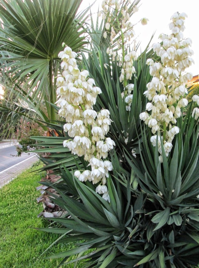 Юкка садовая пальма