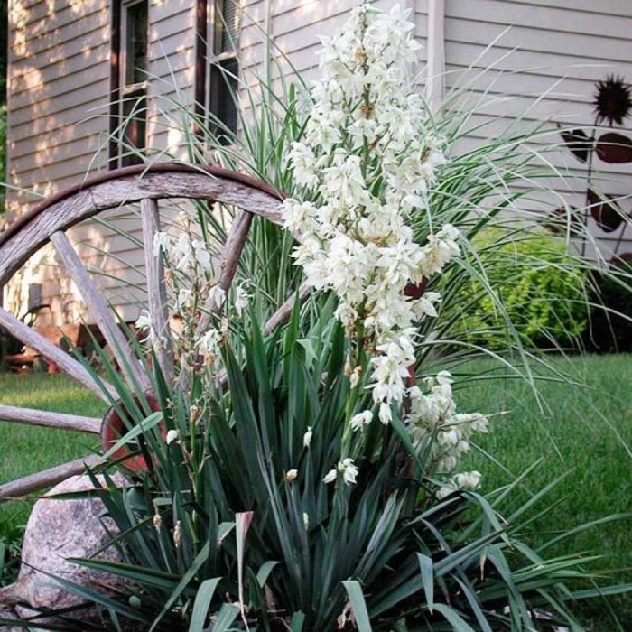 Садовая юкка