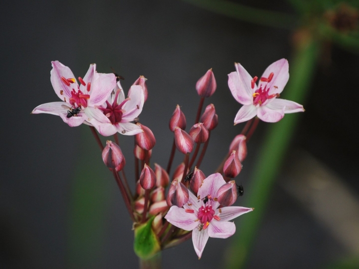 Прибрежные растения