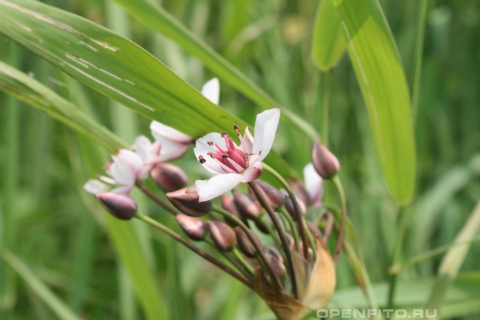 Сусак зонтичный