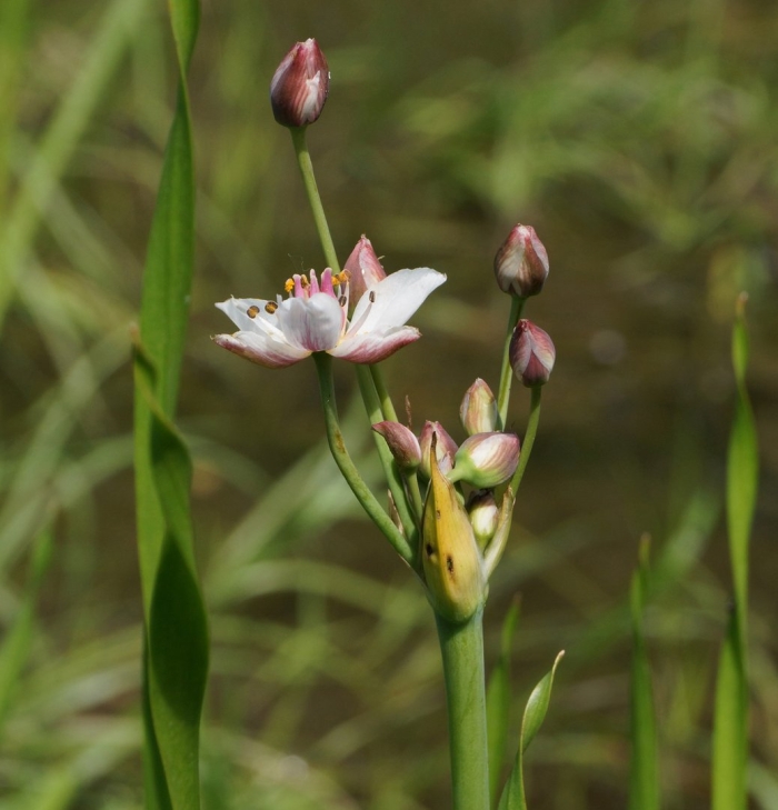 Butomus umbellatus