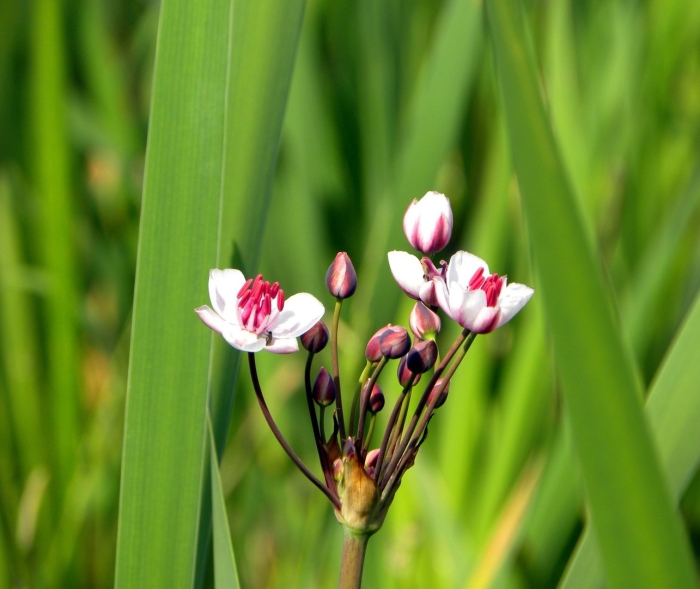 Болотное растение