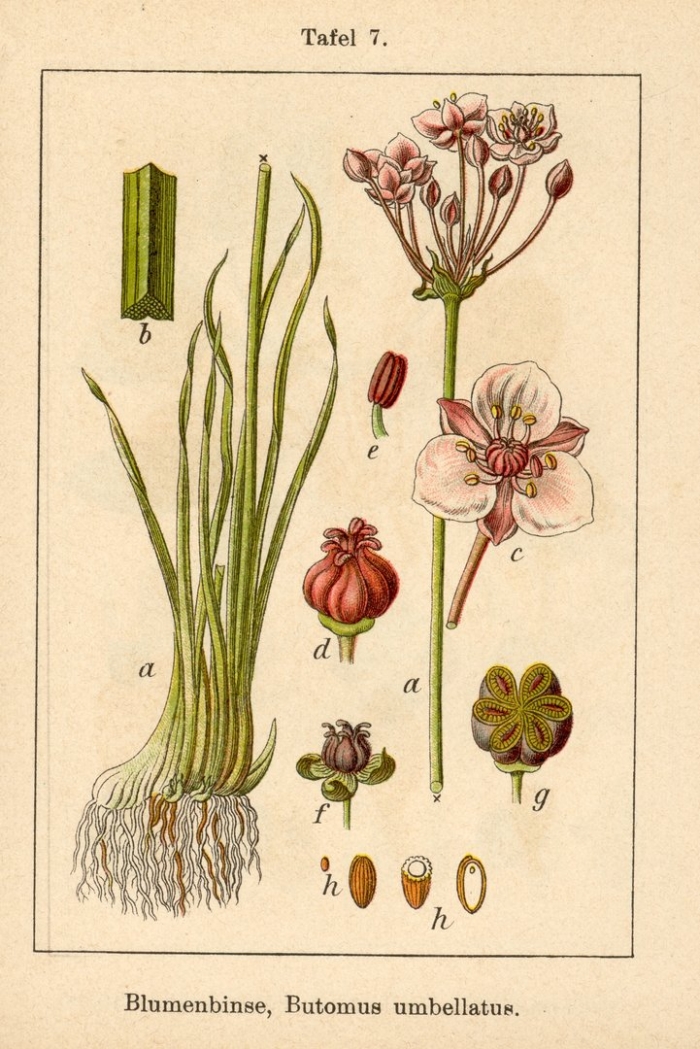 Allium oleraceum l.