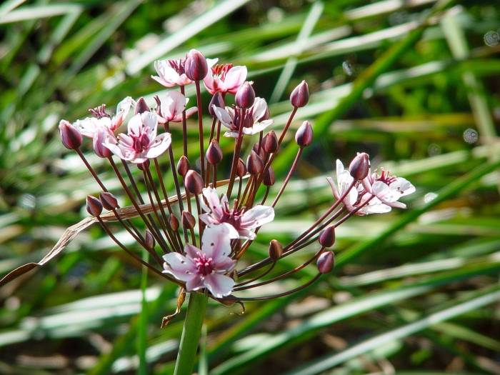 Сусак зонтичный