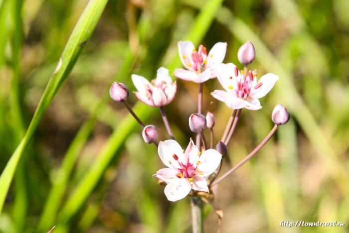 Сусак зонтичный