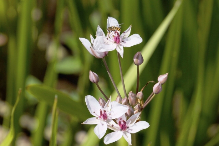 Сусак зонтичный