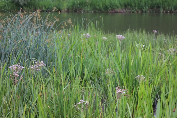 Сусак зонтичный