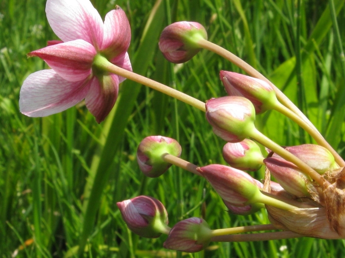 Helleborus orientalis